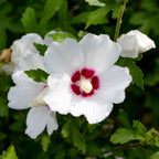 Green boutiQ - Arbustes - Hibiscus syriacus Red Heart - Fleur blanche à cœur rouge - 1 plante - Caduc - Peu d'entretien - Pot 17 cm, hauteur 45 cm