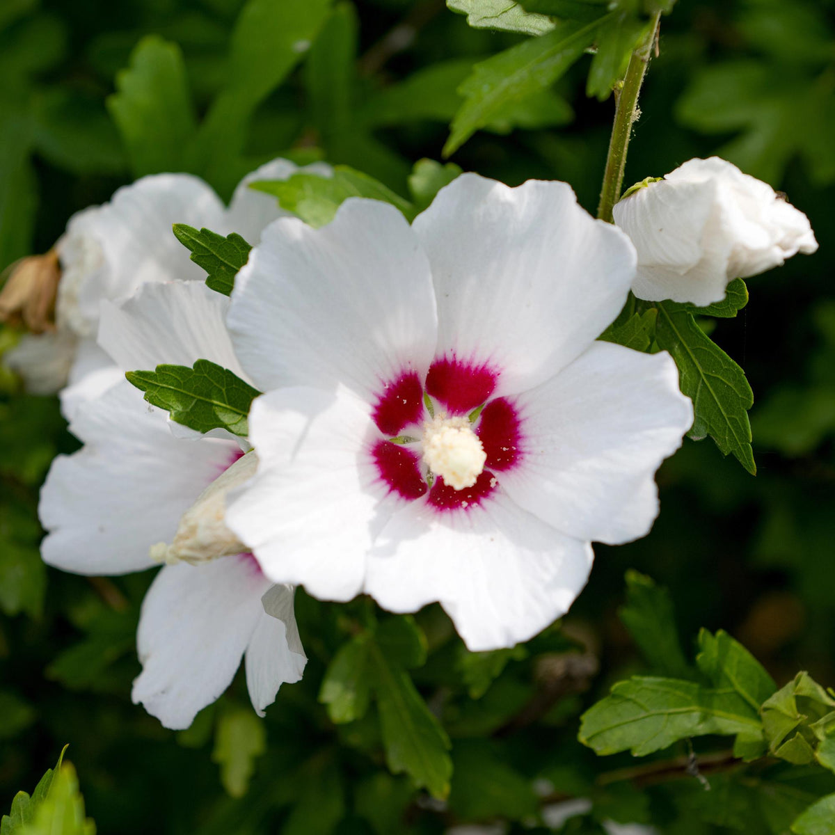 Green boutiQ - Arbustes - Hibiscus syriacus Red Heart - Fleur blanche à cœur rouge - 1 plante - Caduc - Peu d'entretien - Pot 17 cm, hauteur 45 cm