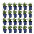 Green boutiQ - Stauden - Salvia nem. Sense Deep Pink - Salbei - Bienen- und Schmetterlingsmagnet - Rosa - 24 Pflanzen - Topf 11cm - Höhe 15-25cm