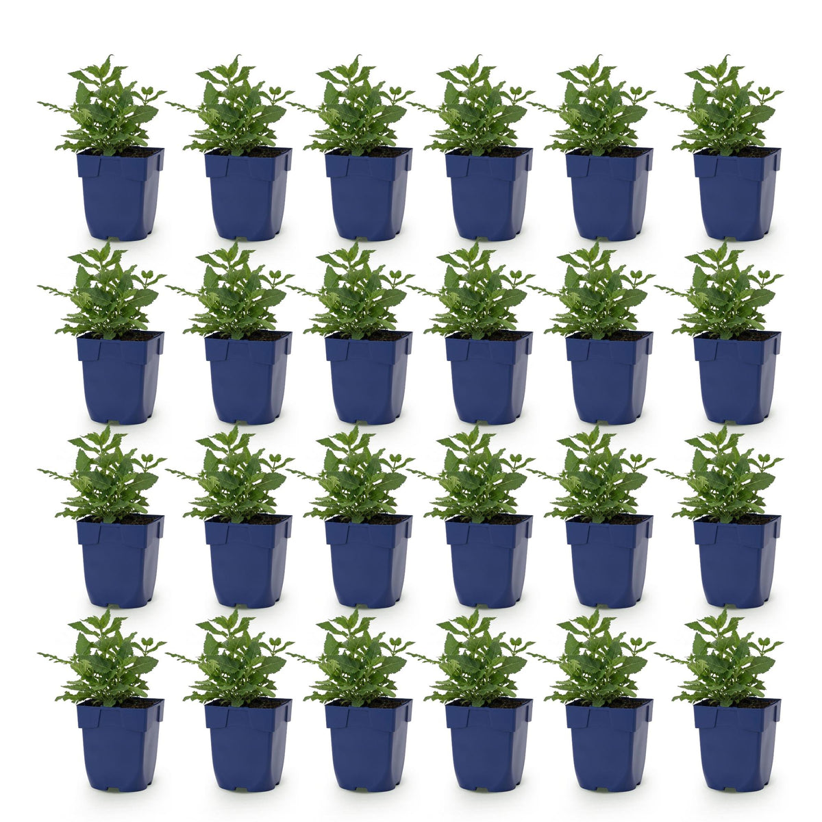 Green boutiQ - Vasteplant - Salvia nem. Sense Deepl Pink - Salie - Bijen en Vlinderlokkers - Roze - 24 Planten - Pot 11cm - Hoogte 15-25cm