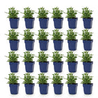 Green boutiQ - Stauden - Salvia nem. Sense Deep Pink - Salbei - Bienen- und Schmetterlingsmagnet - Rosa - 24 Pflanzen - Topf 11cm - Höhe 15-25cm