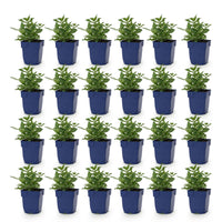 Green boutiQ - Vasteplant - Salvia nem. Sense Deepl Pink - Salie - Bijen en Vlinderlokkers - Roze - 24 Planten - Pot 11cm - Hoogte 15-25cm
