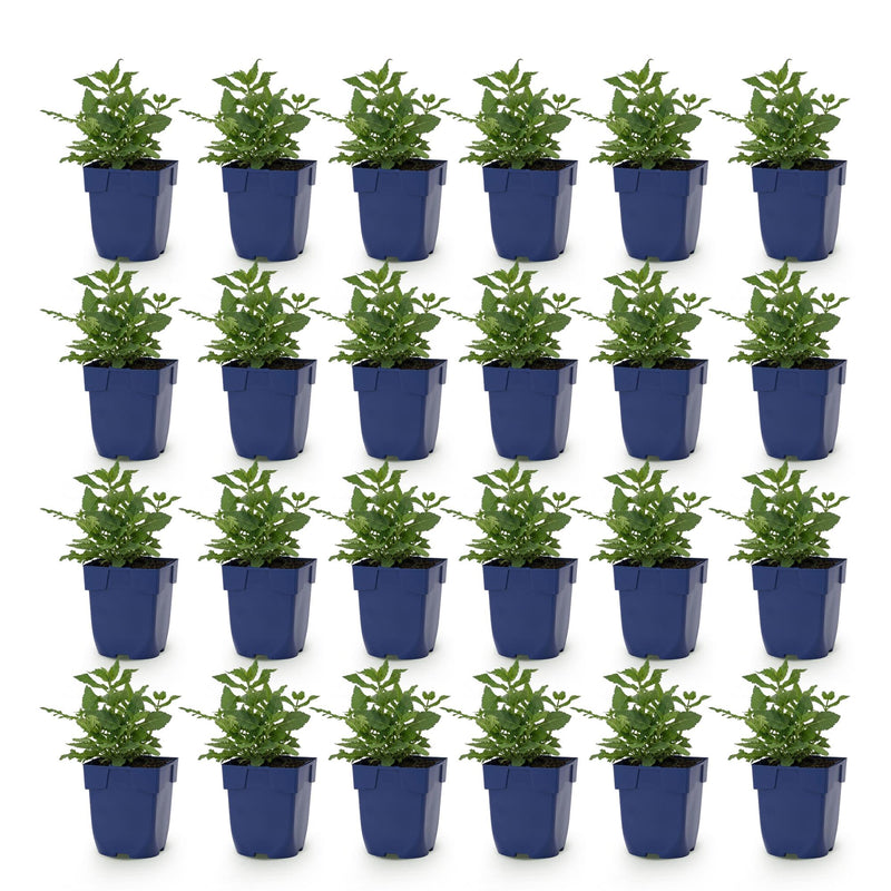 Green boutiQ - Vasteplant - Salvia nem. Sense Deepl Pink - Salie - Bijen en Vlinderlokkers - Roze - 24 Planten - Pot 11cm - Hoogte 15-25cm