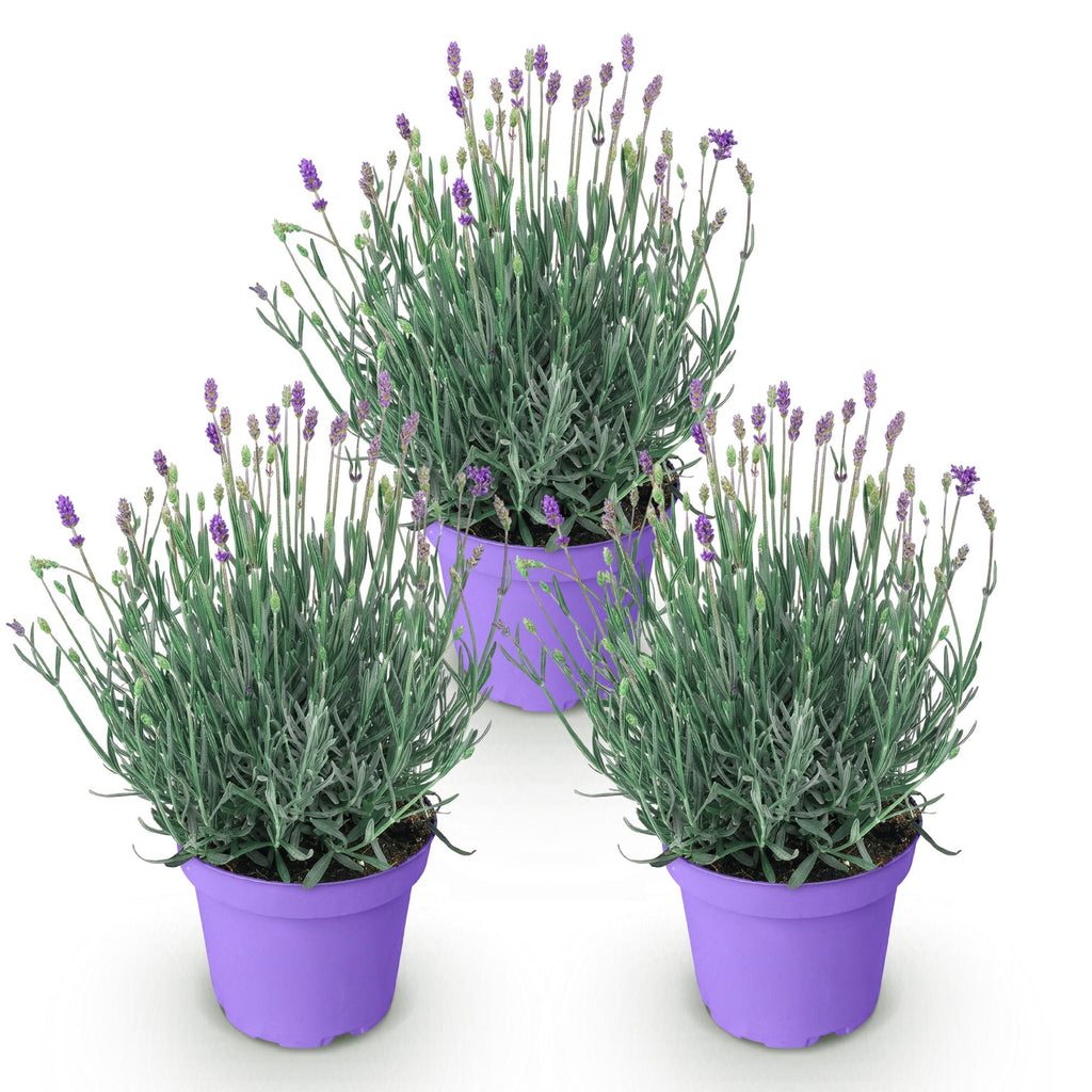 Green boutiQ - Plante de jardin - Lavandula angustifolia Munstead - Lavande - Rustique - Violet - 3 Plantes - Pot 12cm - Hauteur 15-25cm