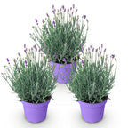 Green boutiQ - Plante de jardin - Lavandula angustifolia Munstead - Lavande - Rustique - Violet - 3 Plantes - Pot 12cm - Hauteur 15-25cm