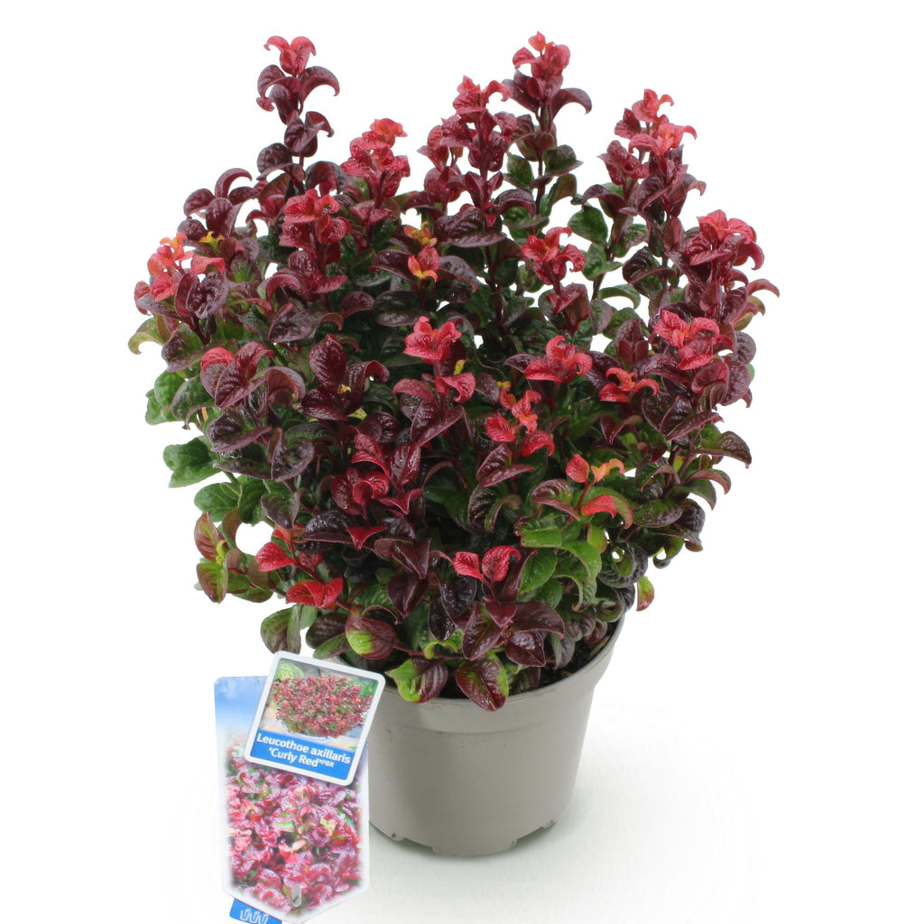 Green boutiQ - Plante de jardin - Leucothoe Curly Red - Rouge - 1 plante - Persistant - Peu d'entretien - Pot 17cm Hauteur 40cm