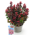 Green boutiQ - Plante de jardin - Leucothoe Curly Red - Rouge - 1 plante - Persistant - Peu d'entretien - Pot 17cm Hauteur 40cm