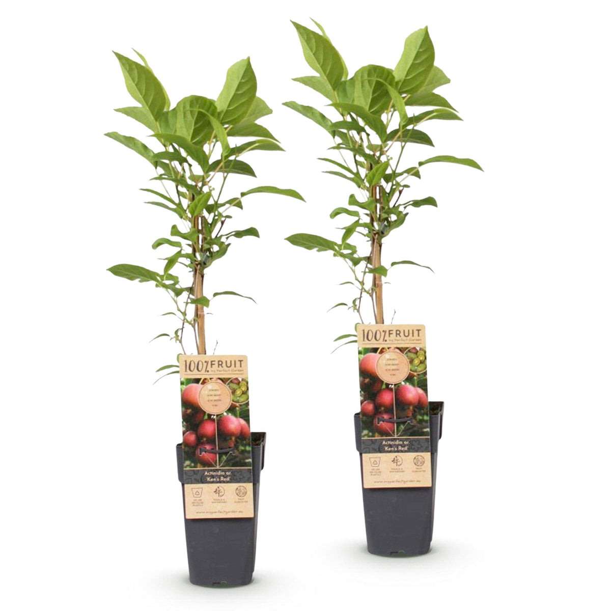 Green boutiQ - Plant fruitier - Actinidia deliciosa Ken's Red - Actinidia - Femelle - Fruit rouge - 2 plantes - Pot 15cm - Hauteur 50cm
