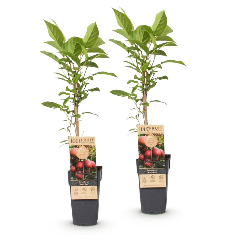 Green boutiQ - Fruitplant - Actinidia deliciosa Ken,s Red - Kiwiplant - Vrouwelijk - Rode Vrucht - 2 Planten - Pot 15cm - Hoogte 50cm