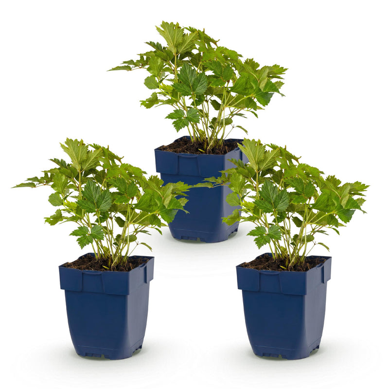 Green boutiQ - Vasteplant - Astilbe chin. Pumila - Pluimspirea - Schaduw - Paars - 3 Planten - Pot 11cm - Hoogte 15-25cm