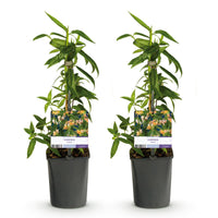 Green boutiQ - Kamperfoelie - Lonicera henryi - Bloem Roze - Weinig onderhoud - 2 planten - Pot 11cm Hoogte 40cm