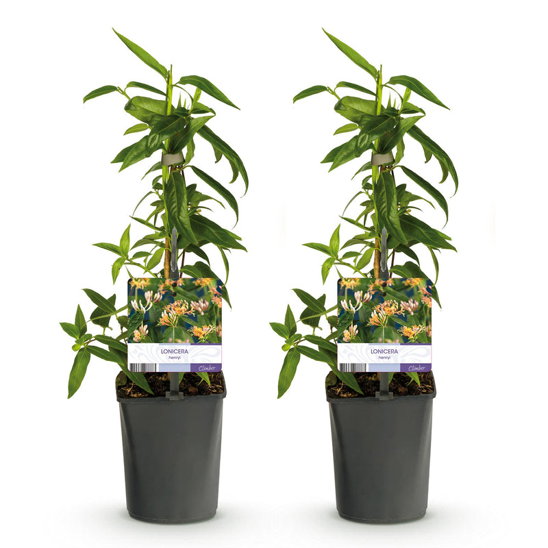 Green boutiQ - Kamperfoelie - Lonicera henryi - Bloem Roze - Weinig onderhoud - 2 planten - Pot 11cm Hoogte 40cm