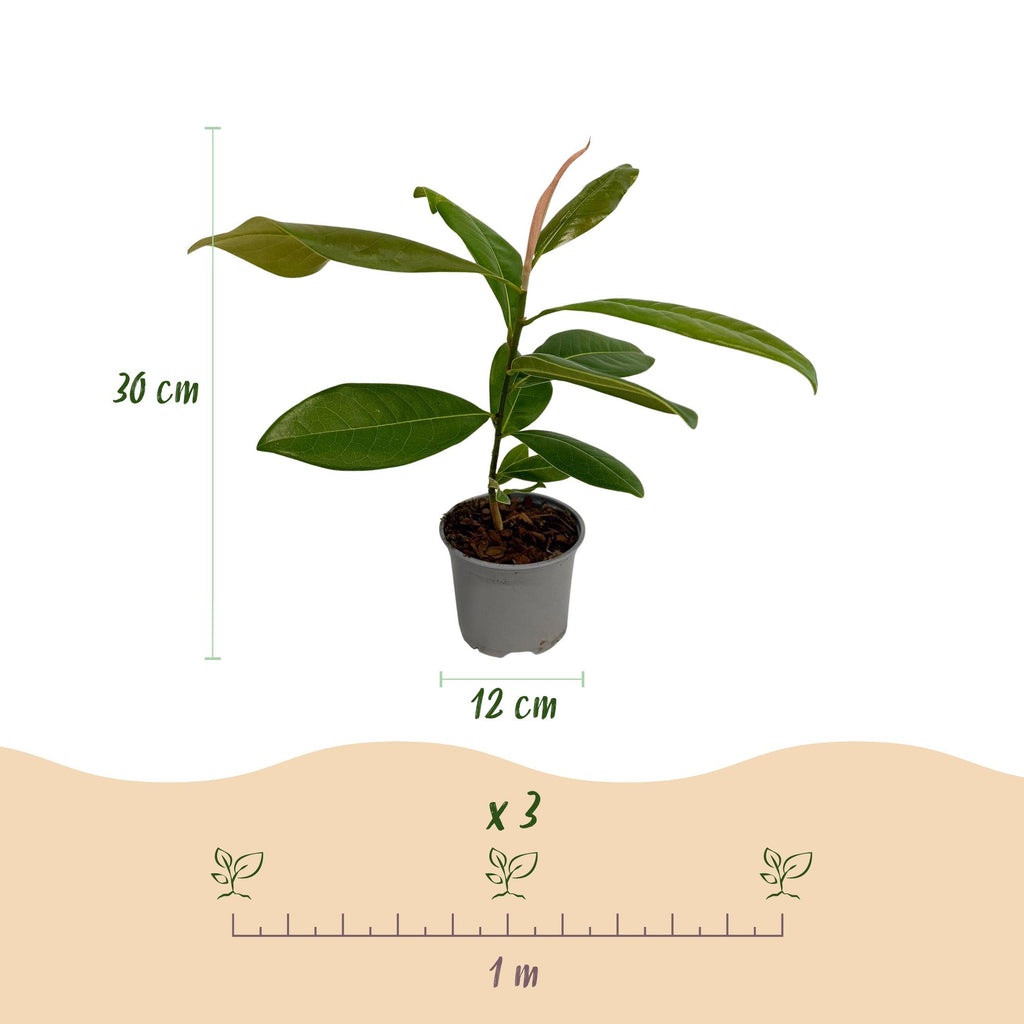 Green boutiQ - Plante de jardin - Magnolia grandiflora - Fleur blanche - 3 plantes - Persistant - Peu d'entretien - Pot 12 cm Hauteur 30 cm