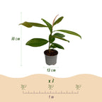 Green boutiQ - Plante de jardin - Magnolia grandiflora - Fleur blanche - 3 plantes - Persistant - Peu d'entretien - Pot 12 cm Hauteur 30 cm