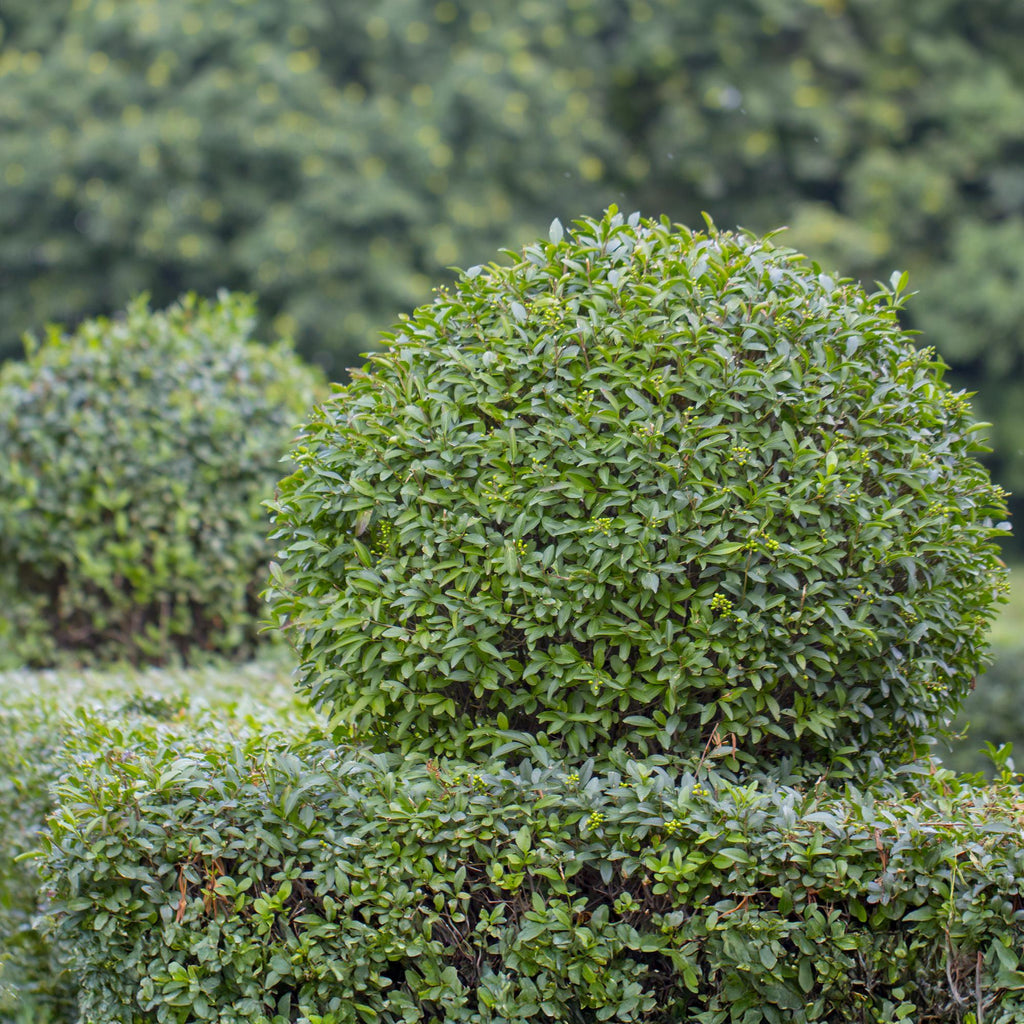 Green boutiQ - Haies - Ligustrum ovalifolium - feuillage vert - 6 plantes - 1 mètre linéaire - persistant - pot 17 cm hauteur 55 cm