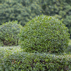 Green boutiQ - Haies - Ligustrum ovalifolium - feuillage vert - 6 plantes - 1 mètre linéaire - persistant - pot 17 cm hauteur 55 cm