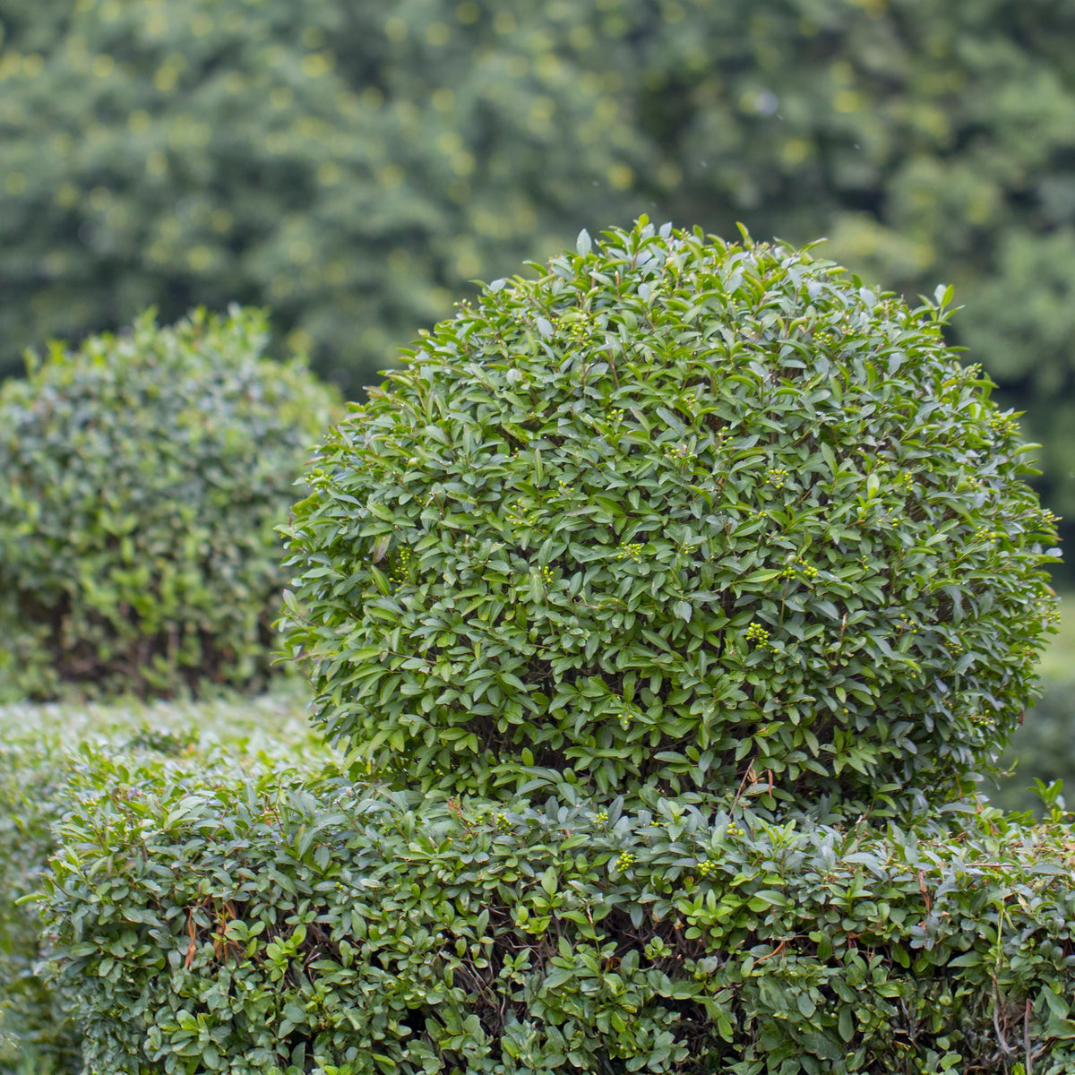Green boutiQ - Haies - Ligustrum ovalifolium - feuillage vert - 6 plantes - 1 mètre linéaire - persistant - pot 17 cm hauteur 55 cm