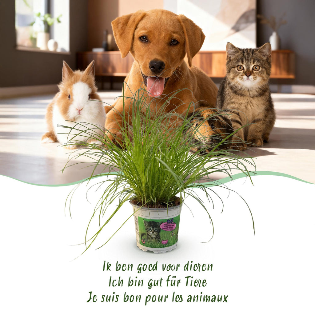 Green boutiQ - Zimmerpflanze - Cyperus alternifolius Zumula - Katzengras - Haustierfreundlich - Grün - 4 Pflanzen - Topf 12cm - Höhe 28-30cm