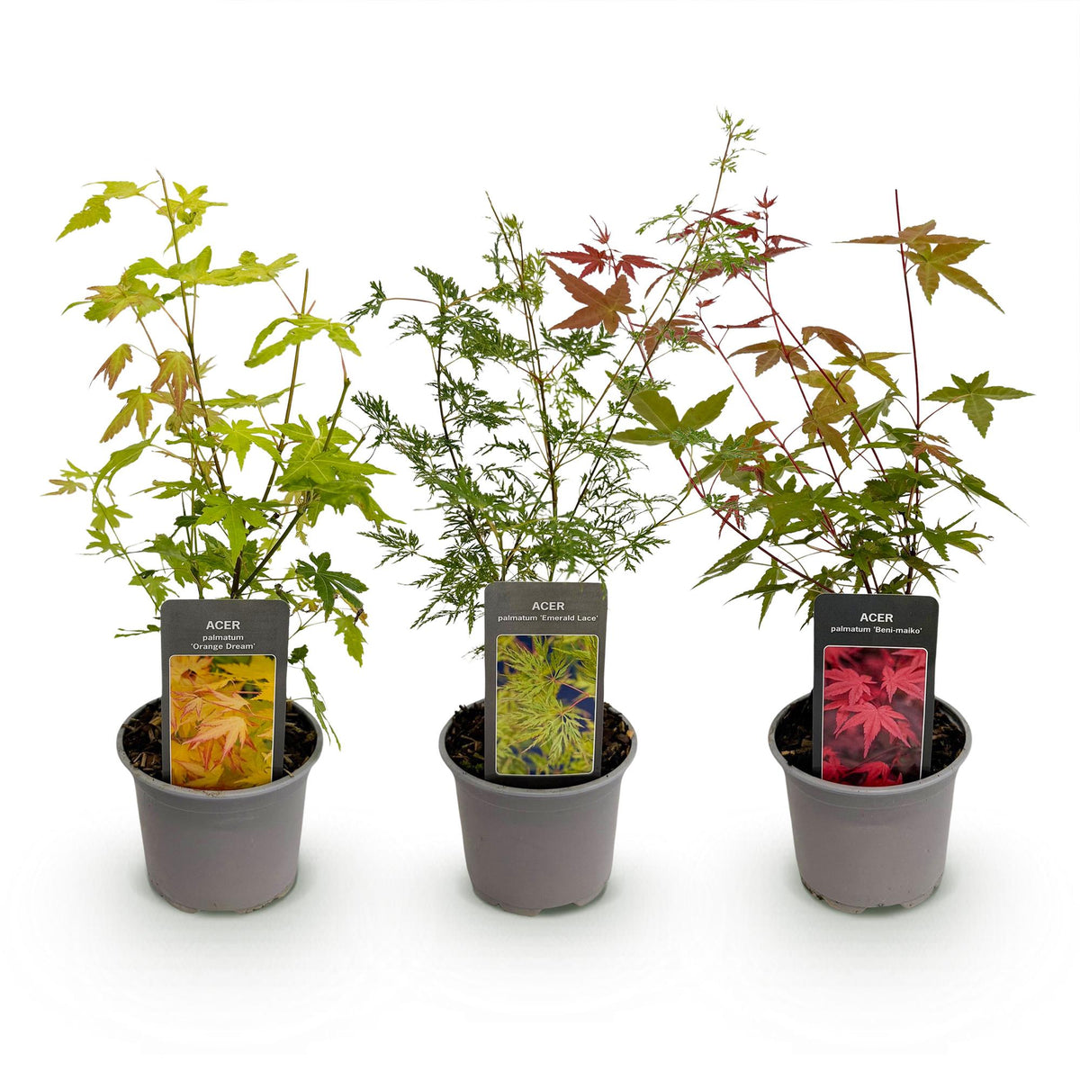 Green boutiQ - Plante de jardin - Acer palmatum Tricolour - Rouge-Vert-Orange - 3 Plantes - Caduc - Peu d'entretien - Pot 12cm Hauteur 35cm