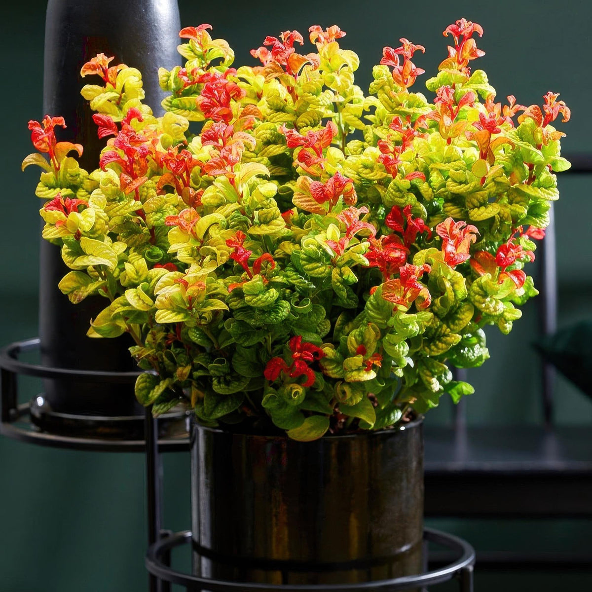 Green boutiQ - Plante de jardin - Leucothoe Curly Gold - Jaune - 2 Plantes - Persistante - Peu d'entretien - Pot 17cm Hauteur 40cm