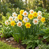 30x Narcissus Double mix - Gevulde narcis mix - Diversen - Voorjaarsbloeier - Bolmaat 10/12