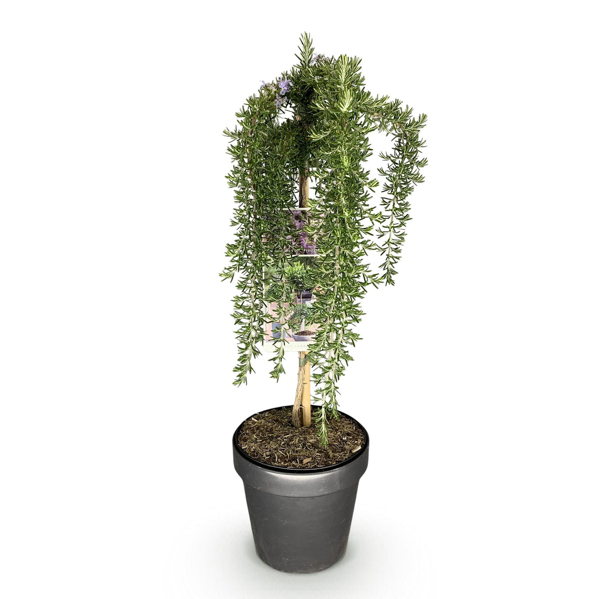 Green boutiQ - Hochstamm-Pflanze - Rosmarinus officinalis Prostratus - Terrassenpflanze - Immergrün - Winterhart - Violette Blüte - Topf 19 cm Höhe 90 cm