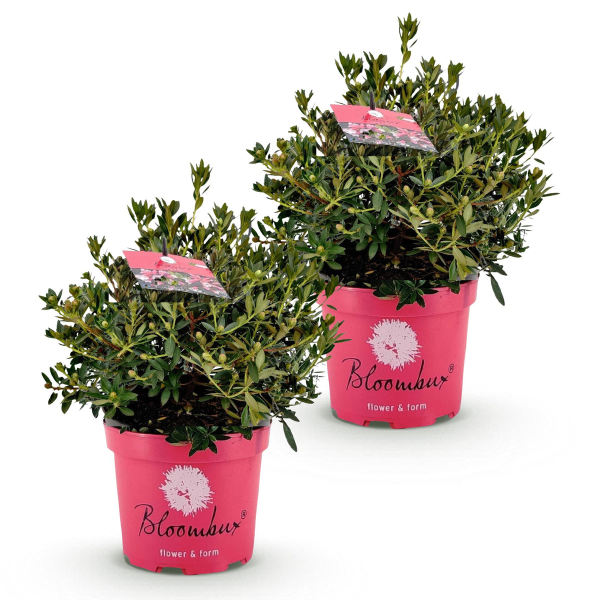 Green boutiQ - Rhododendron nain - Rhododendron Bloombux Magenta - Buis à fleurs - Entretien facile - Fleur rose - 2 plantes - Pot 23 cm - Hauteur 45-55 cm