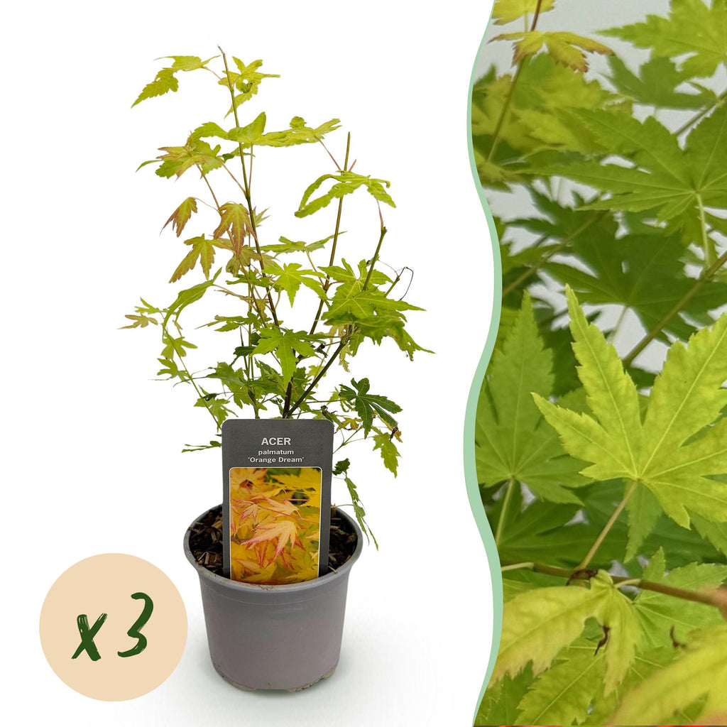 Green boutiQ - Gartenpflanze - Acer palmatum Orange Dream - Orange - 3 Pflanzen - Laubabwerfend - Pflegeleicht - Topf 12cm Höhe 35cm