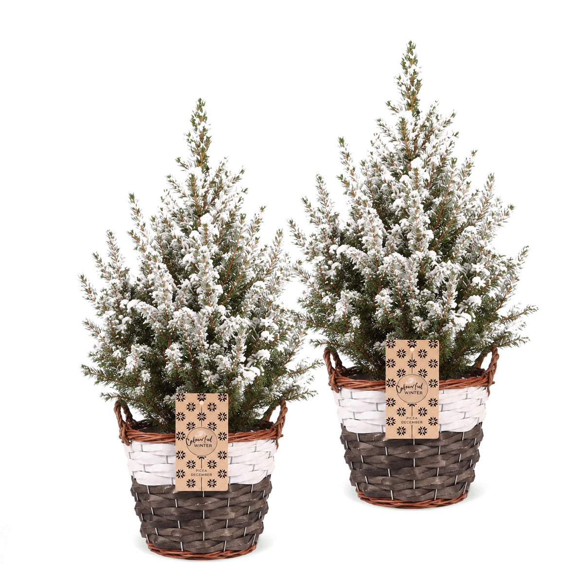 2x Picea glauca Conica - Dwarf Alberta Spruce - Green - White - Christmas tree - incl. basket - Ø17cm - ↕65cm