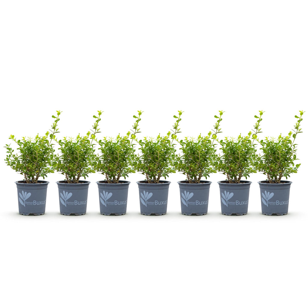 Green boutiQ - Haie de buis - BetterBuxus Babylon Beauty - Résistant à la maladie du dépérissement du buis - 7 plantes - 1 mètre linéaire - pot 10,5 cm hauteur 25-30