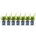 Green boutiQ - Haie de buis - BetterBuxus Babylon Beauty - Résistant à la maladie du dépérissement du buis - 7 plantes - 1 mètre linéaire - pot 10,5 cm hauteur 25-30