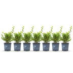 Green boutiQ - Haie de buis - BetterBuxus Babylon Beauty - Résistant à la maladie du dépérissement du buis - 7 plantes - 1 mètre linéaire - pot 10,5 cm hauteur 25-30