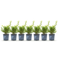 Green boutiQ - Buxus Haag - BetterBuxus Babylon Beauty - Resistant tegen de Buxus Schimmel - 7 planten - 1 strekkende meter - pot 10,5cm hoogte 25-30