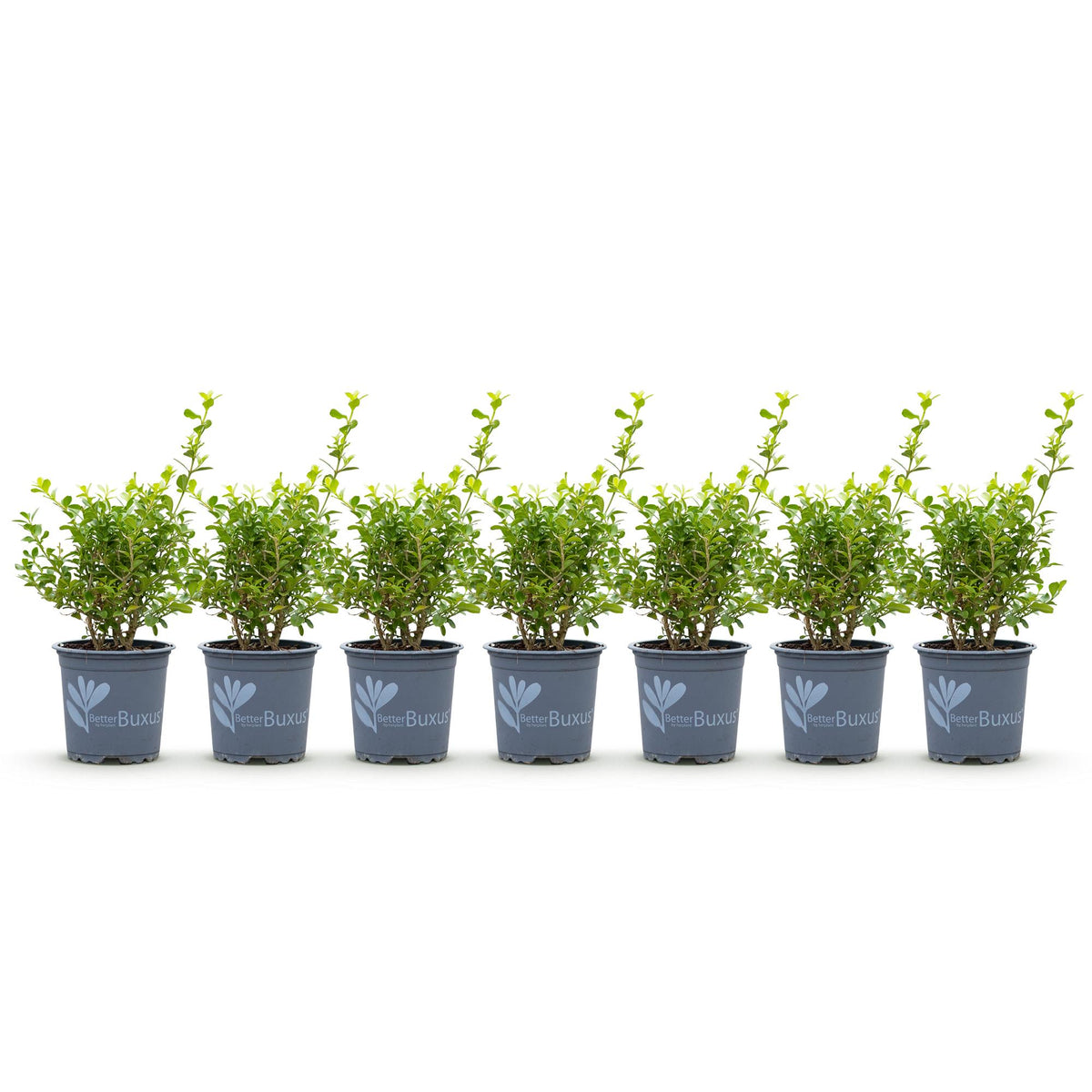 Green boutiQ - Haie de buis - BetterBuxus Babylon Beauty - Résistant à la maladie du dépérissement du buis - 7 plantes - 1 mètre linéaire - pot 10,5 cm hauteur 25-30