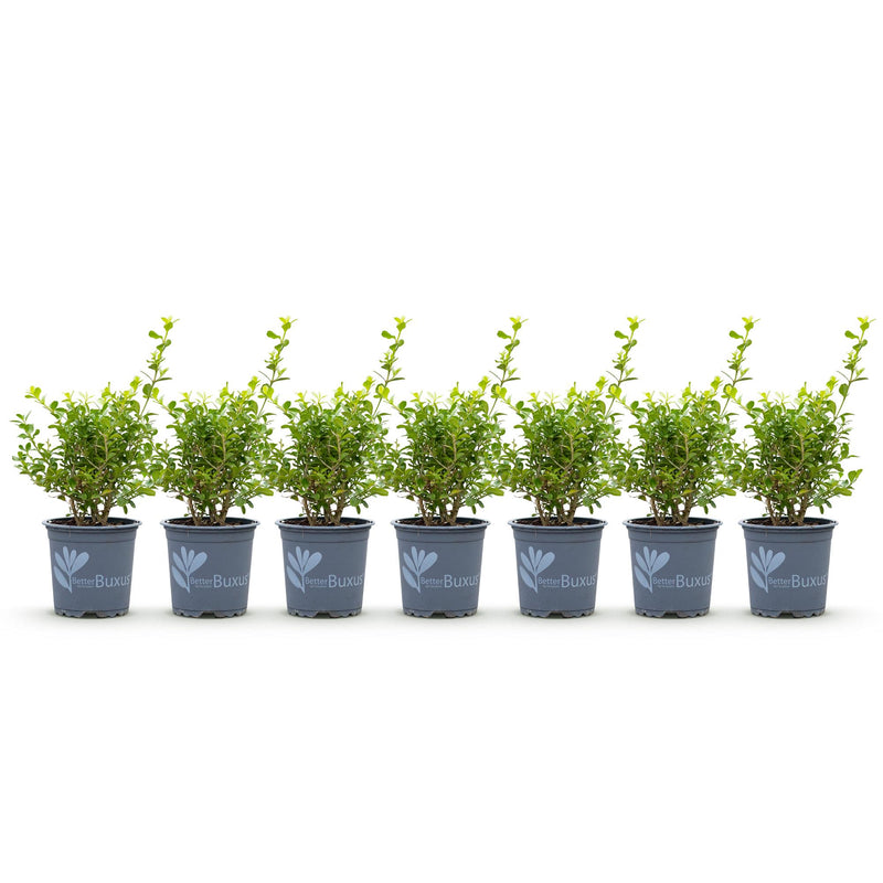 Green boutiQ - Buxus Haag - BetterBuxus Babylon Beauty - Resistant tegen de Buxus Schimmel - 7 planten - 1 strekkende meter - pot 10,5cm hoogte 25-30