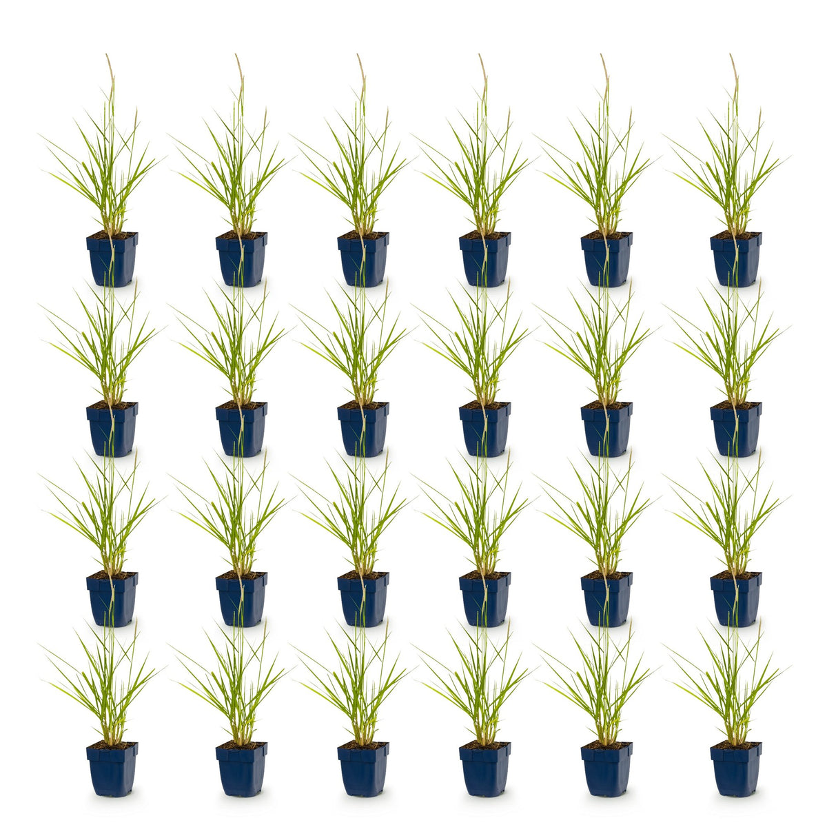 Green boutiQ - Grasses - Pennisetum or. Fairy Tales - Fountain Grass - With Plume - Green - 24 Plants - Pot 11cm - Height 15-25cm