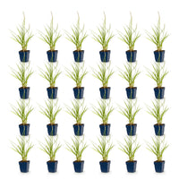 Green boutiQ - Grasses - Pennisetum or. Fairy Tales - Fountain Grass - With Plume - Green - 24 Plants - Pot 11cm - Height 15-25cm