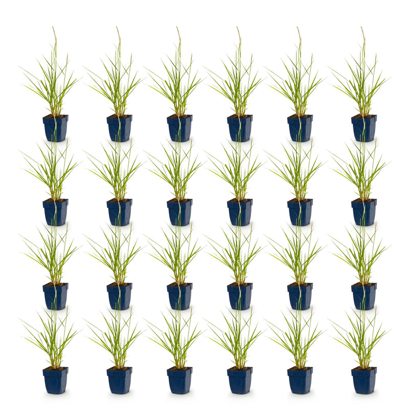 Green boutiQ - Grasses - Pennisetum or. Fairy Tales - Fountain Grass - With Plume - Green - 24 Plants - Pot 11cm - Height 15-25cm