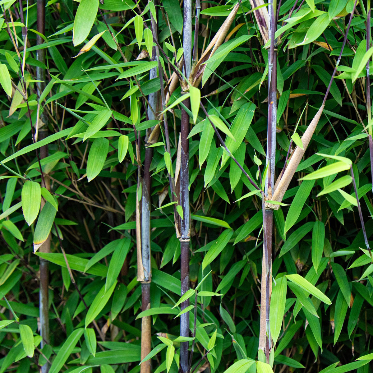 Green boutiQ - Graminées - Fargesia nitida Black Dragon - Bambou non traçant - Persistant - Vert - 1 plante - Pot 23 cm - Hauteur 80 cm