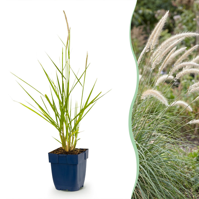 Green boutiQ - Grasses - Pennisetum or. Fairy Tales - Fountain Grass - With Plume - Green - 1 Plant - Pot 11cm - Height 15-25cm