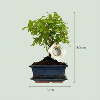 Bonsai Bol vorm Boom - Hoogte: 25-30 cm (mix keramiek)