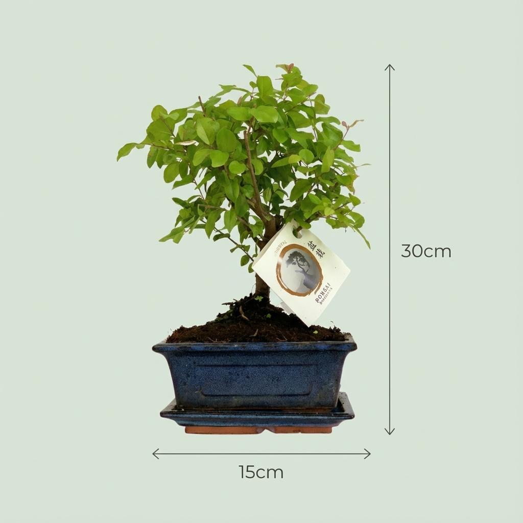 Bonsaï forme boule - Hauteur : 25-30 cm (céramique assortie)