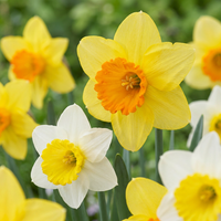120x Narcissus large Cupped mix - Grootbloemige narcis mix - Geel en Wit - Voorjaarsbloeier - Bolmaat 12/14
