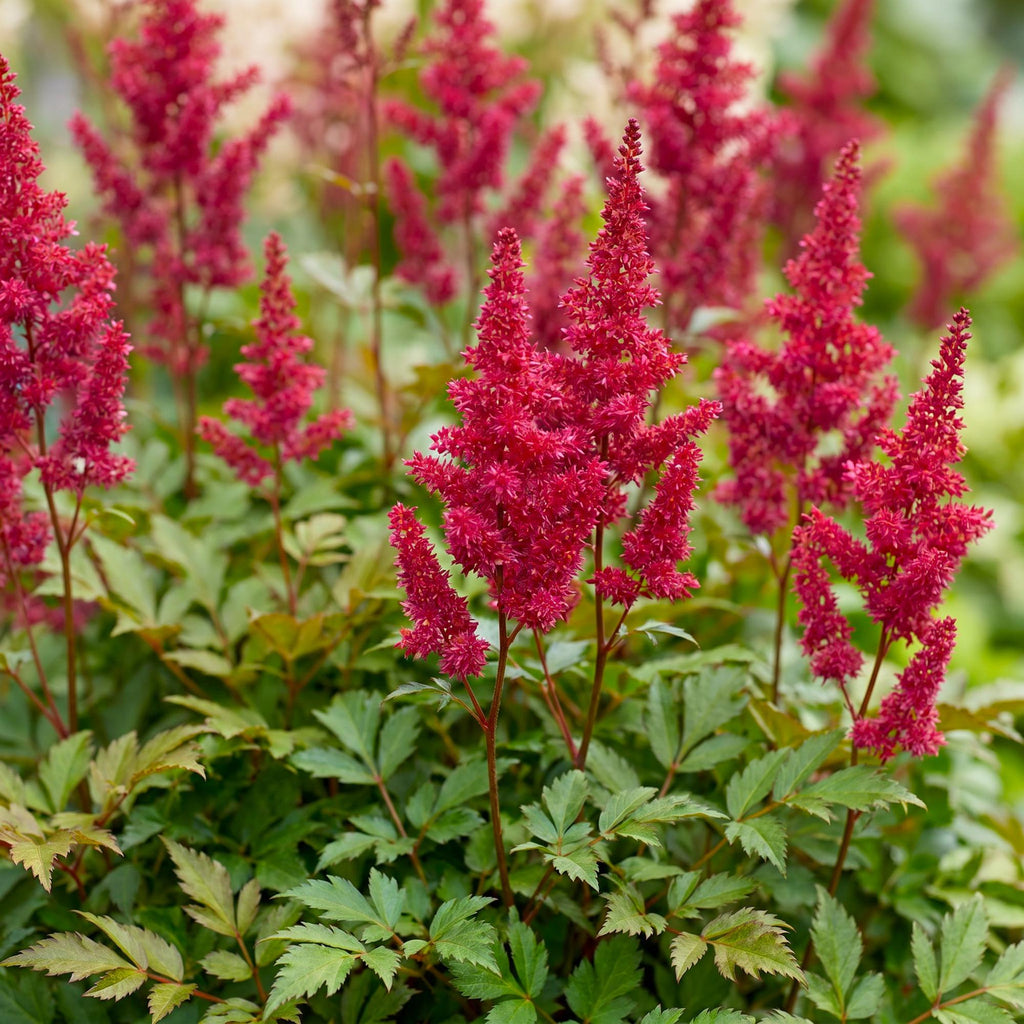 Green boutiQ - Stauden - Astilbe (A) Fanal - Prachtspiere - Schatten - Rot - 3 Pflanzen - Topf 11cm - Höhe 15-25cm