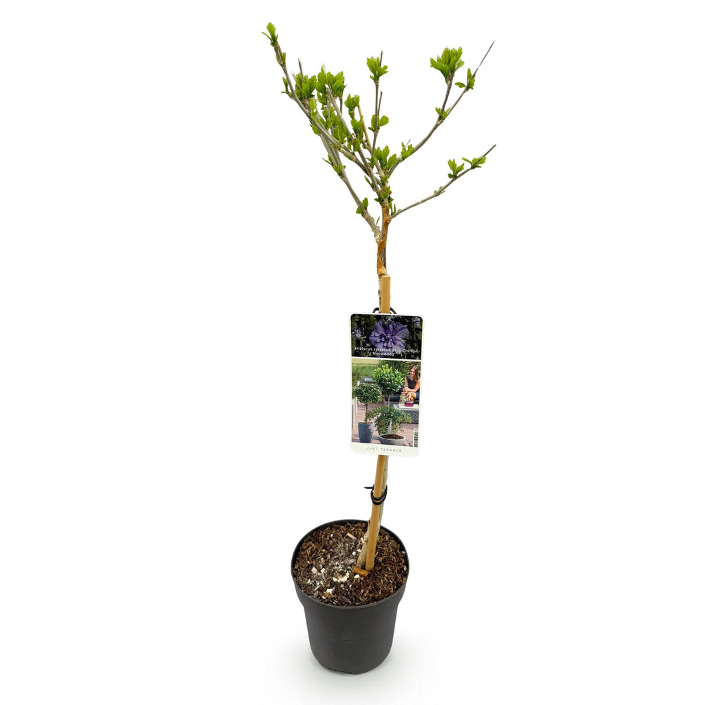 Green boutiQ - Gartenpflanze - Hibiscus syriacus Blue Chiffon® - Hochstamm - Terrassenpflanze - Laubabwerfend - Pflegeleicht - Topf 19cm Höhe 90cm