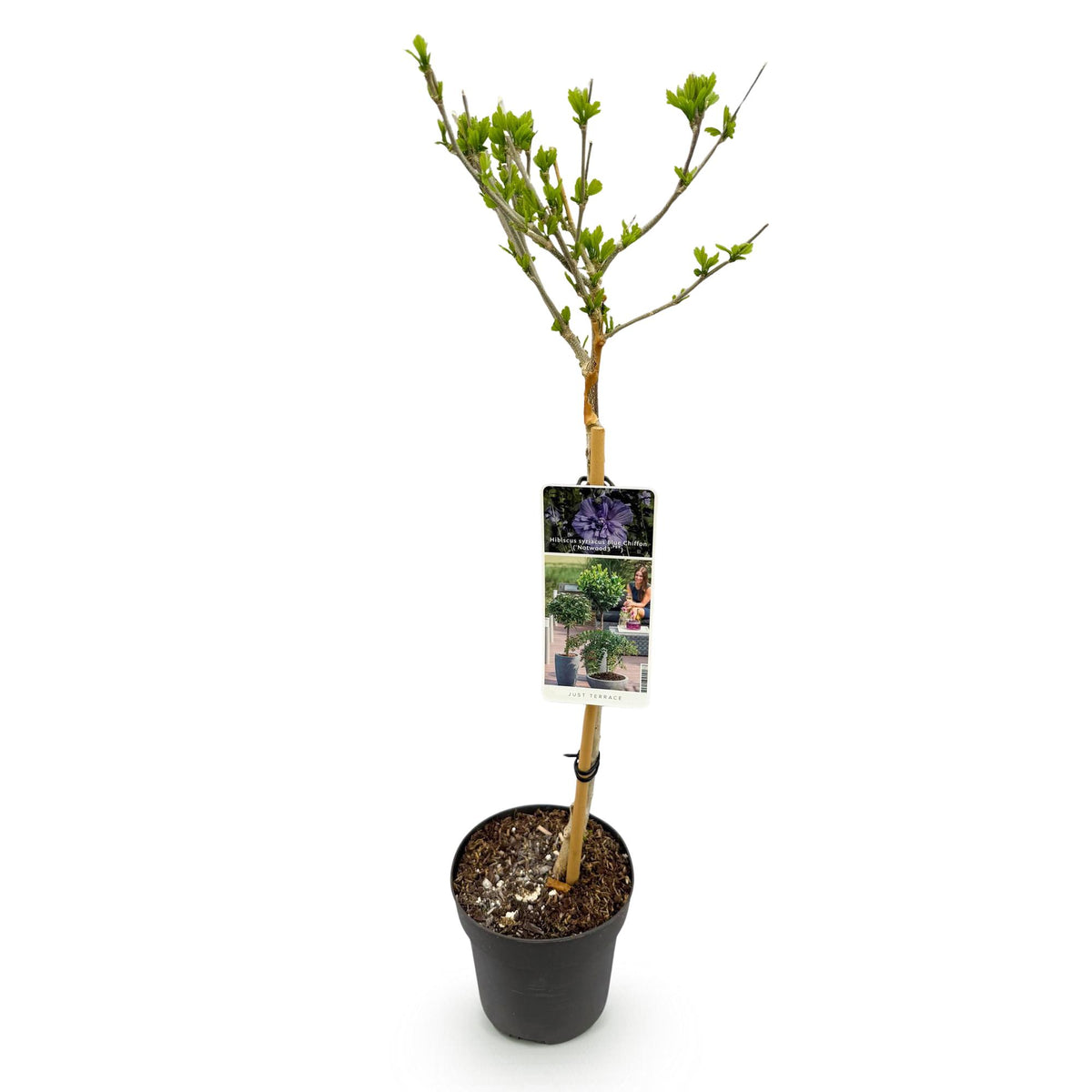 Green boutiQ - Plante de jardin - Hibiscus syriacus Blue Chiffon® - Plante sur tige - Plante de terrasse - Caduque - Peu d'entretien - Pot 19cm Hauteur 90cm