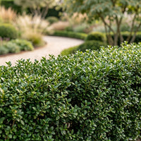 Green boutiQ - 24x Ilex crenata Stokes - Japanse Hulst - Haagplanten - Groenblijvend - Groen - Pot 9cm - Hoogte 20-30cm