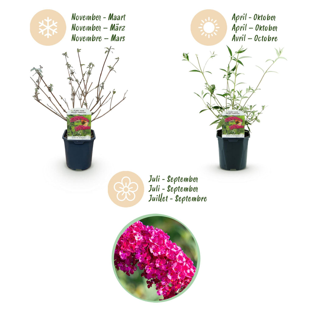 Green boutiQ - Plante de jardin - Buddleja davidii Royal Red - Arbre aux papillons - Rustique - Rouge - 1 plante - Pot 17cm - Hauteur 45cm