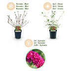 Green boutiQ - Plante de jardin - Buddleja davidii Royal Red - Arbre aux papillons - Rustique - Rouge - 1 plante - Pot 17cm - Hauteur 45cm