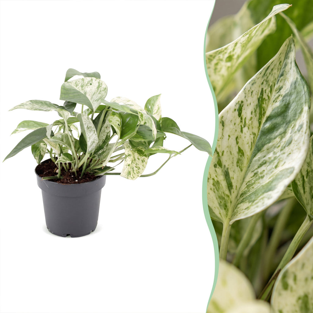 Epipremnum Marble Variegata - Marble Queen Pothos - Green - White - Tropical - Ø12cm - ↕20cm